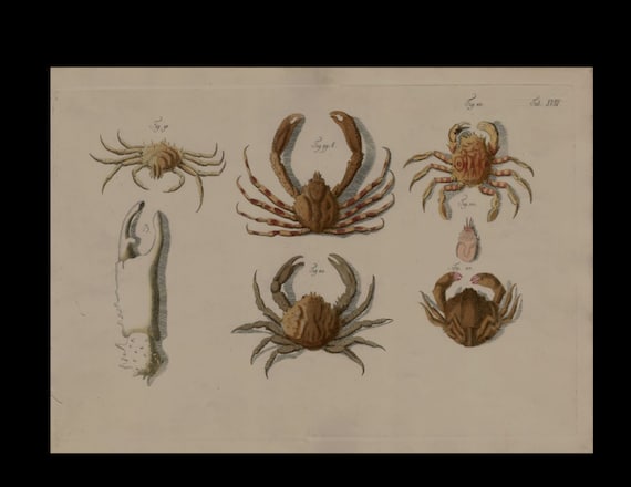 A very rare folio sized hand-colored copper plate engraving Crabs and Lobsters Circa 1782 and 1796