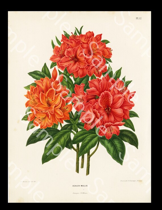 La naranja Azalea Mollis AJ Wendel Cromolitógrafo Botany - Etsy España