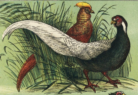 Old antique,original,children book's illustrated page print,bird,pheasants