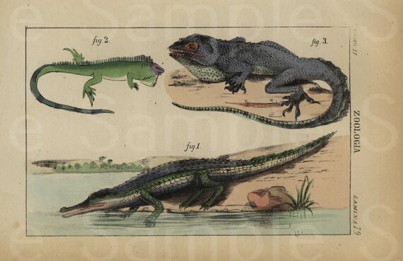 Original Antique Hand Colored Animal engraving  zoologia By Edwards 1844 Rare Prints Hardly come up on auctions  reptiles