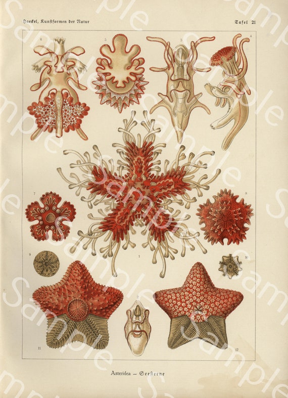 Gorgeous lithograph print from Art Forms of Nature by Ernst Haeckel