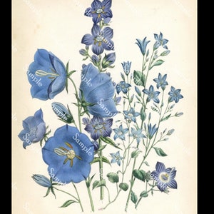 Campanula peregrina Antique Botanical wild Flowers Hand Colored Lithograph print Jane Loudon image 1