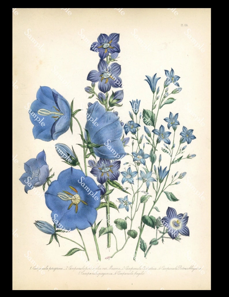 Campanula peregrina Antique Botanical wild Flowers Hand Colored Lithograph print Jane Loudon image 1