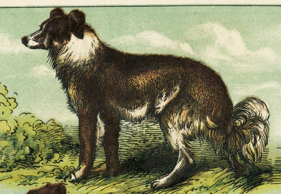 Old antique,original,children book's illustrated page print,animals,Domestic Dogs,