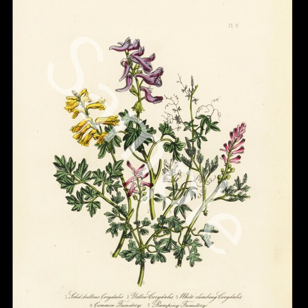 Crested Lark or Yellow Corydalis  Botanical original antique  cica 1859 jane Loudon