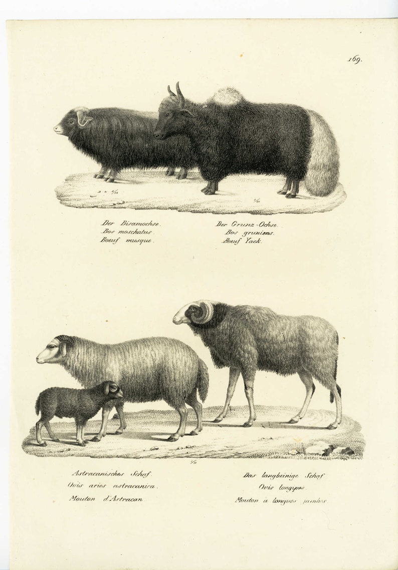 Natural history print,animals,original,authentic art,19th century,wild animals,sheep,domestic farm animals,