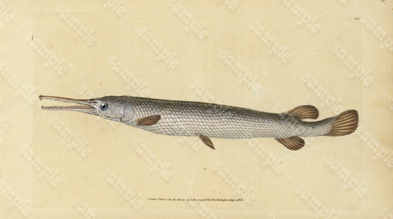 Original Antique Natural History Fish engraving Edwards DONAVON Natural history