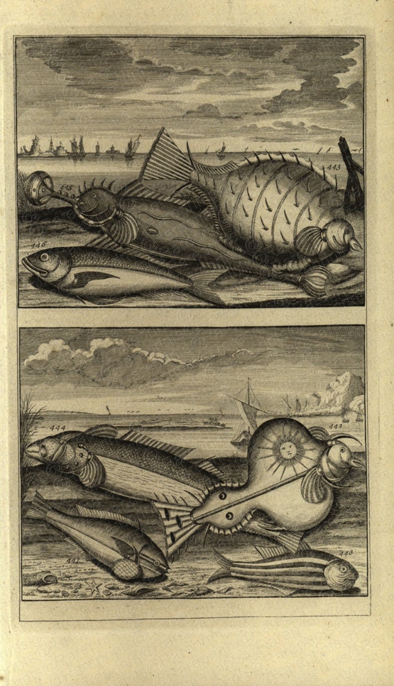 1725 Very Rare Antique Original Engraving of Ambon Islands fish of Indonesia