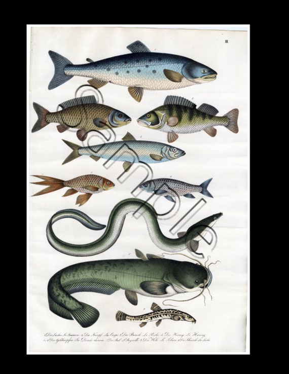 19th century rare natural history  hand colored print sea life various fish