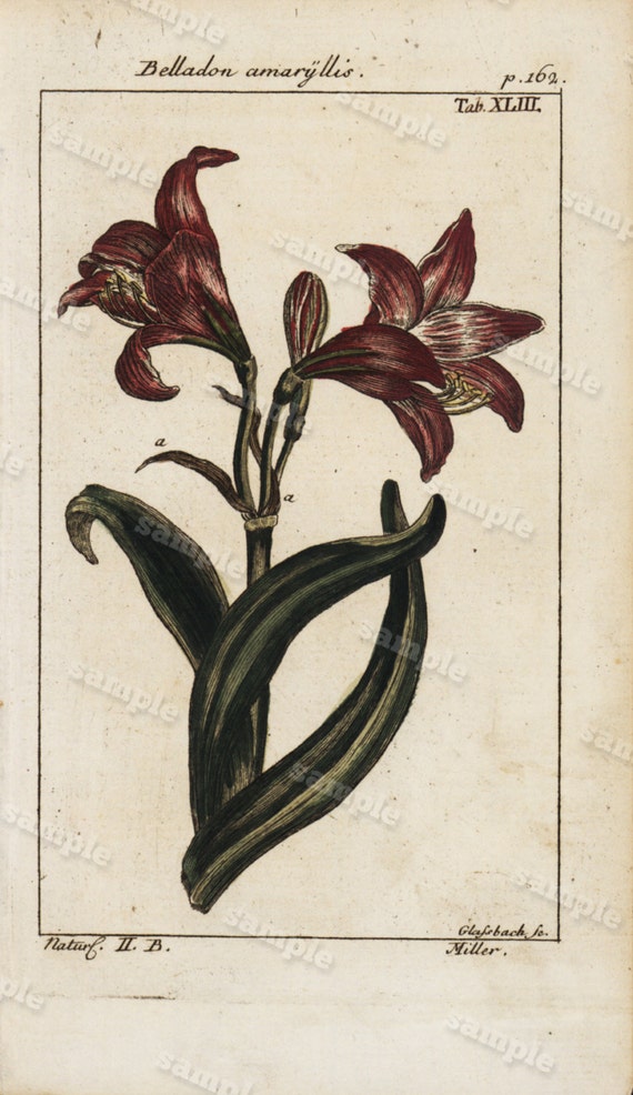 Original Antique Natural History Botanical  Engraving  Hand Colored  - Very Rare - Belladonna Amaryllis  200 Plus Years old