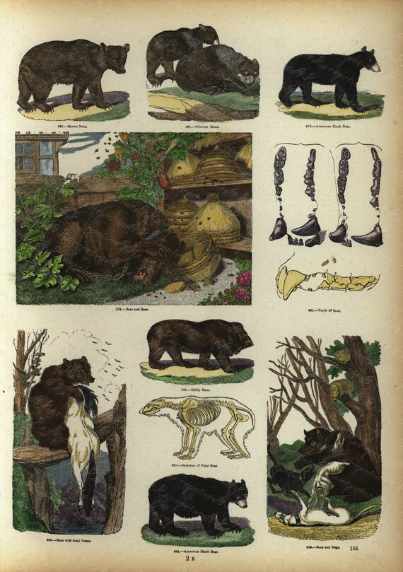 Antique Original Hand Colored  Natural History engraving -  Represinting Various Animals- - Bolar Bear. BlackBear - skeleton of Polar bear