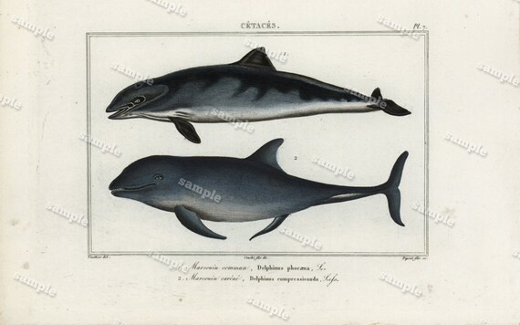 Original Antique Hand Colored Fish Engraving - Dolphins- Wall art- art decor - decorative art- art deco