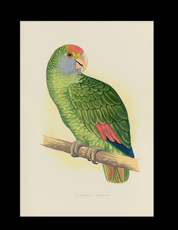 19th century Parrots in Captivity woodblock hand Colored Engraving Dufresne's Amazon South America