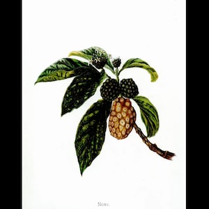 Einheimische Blumen der Hawaii-Inseln NONI gedruckt in Aquarellfarben Isabella Sinclair Circa 1885 Bild 1