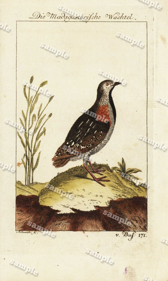 Antique Natural History Hand Colored Engraving of Bird   Very Rare - Gorgeous - Original  over 200 Years old - Die Wachtel- The quail