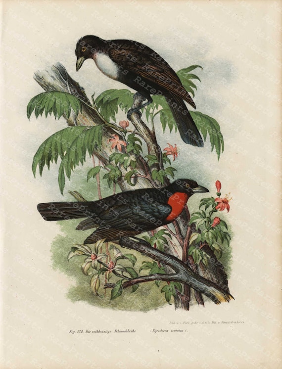 From 1860 Hand colored lithograph print of BIRDS