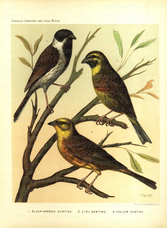 Original Antique Cassell's Canaries & Cage Birds -  Gorgeous Color Lithograph of  Various Sparrows
