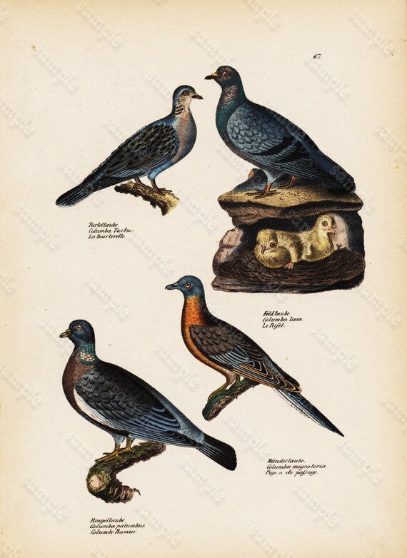 Antique Hand Colored Original Birds Pigeons Print from Schinz First Edition 1840 not a recent Hand colored Print.