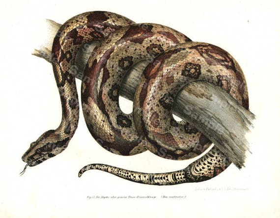 Reptile Authentic Hand Colored Lithograph print of Snak ,Boa Constrictor Gorgeous Rare find, Decorative art,wall art,hotel art 19th Century