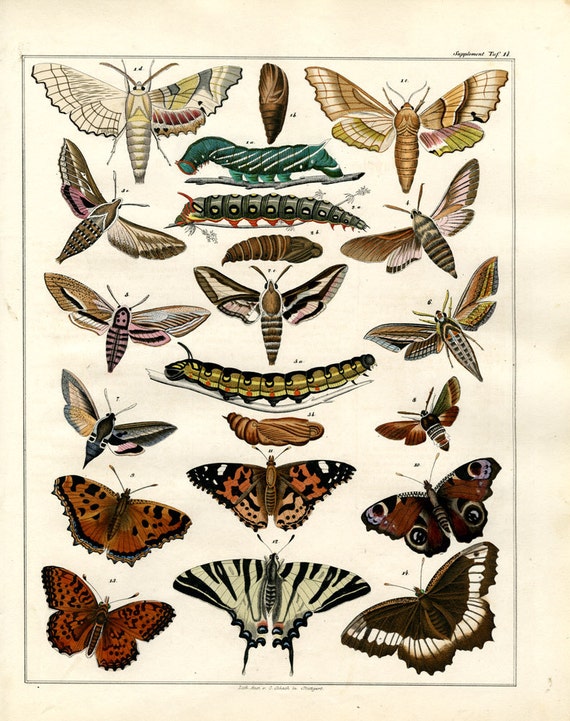 Unique original hand colored print of butterflies dates from 1840 large print natural history