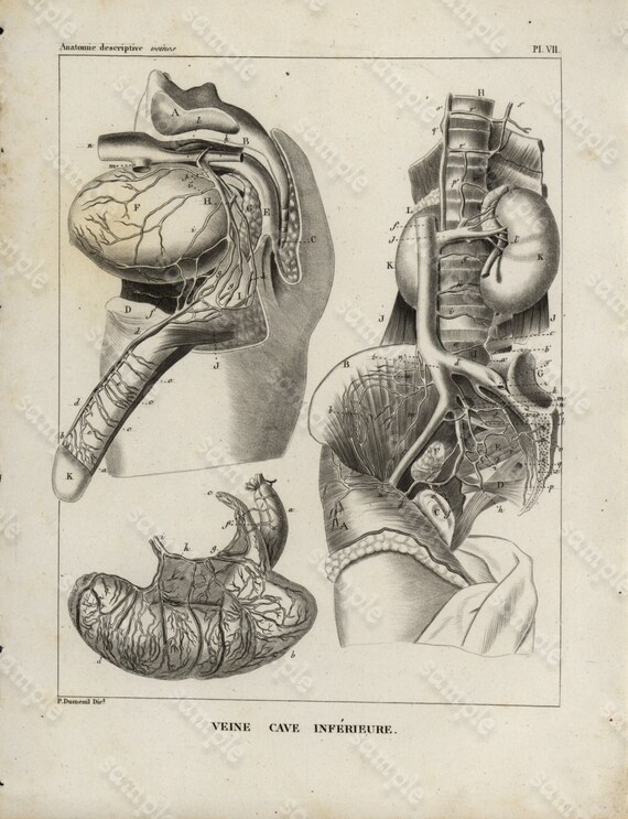 Antique Original Engraving  Human physiology Internal Organs -   Human Anatomy - Veine Cave Inferieure