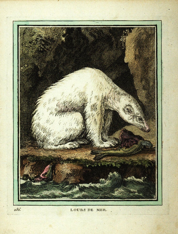 Original Antique Natural History Print Polar Bear - Very Rare - Gorgeous  Hand Coloredv- From Buffon"s Histoire Naturelle chain linked paper