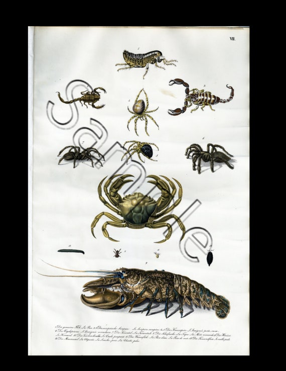 19th century rare natural history  hand colored print Crabs, lobsters, spiders, Scorpios