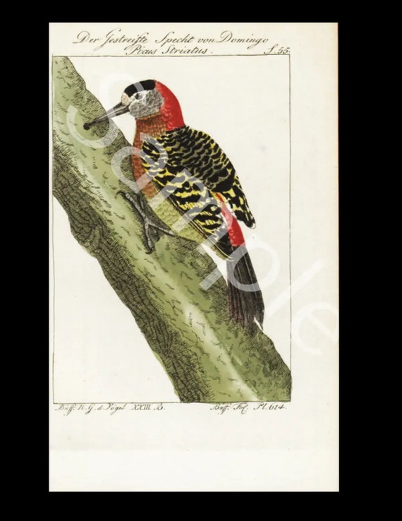 18th Century  Antique Natural History bird copper plate engraving Francois Nicolas Martinet ardea woodpecker 8