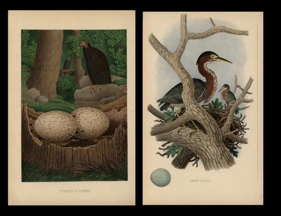 1882 Antique Prints Nest & Eggs of the Birds of United States Green Heron and Turkey Blizzard