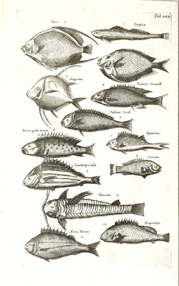Very Rare Antique Orignal Engravings Of Fish From Merian 1657 Historiae Naturalis - Copper Engraving
