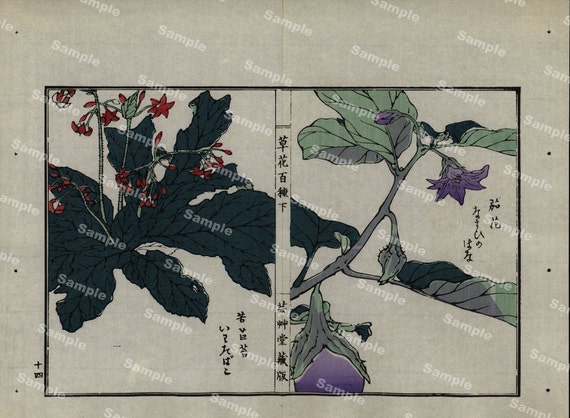 19th Century Japanese Antique woodblock  botanical print