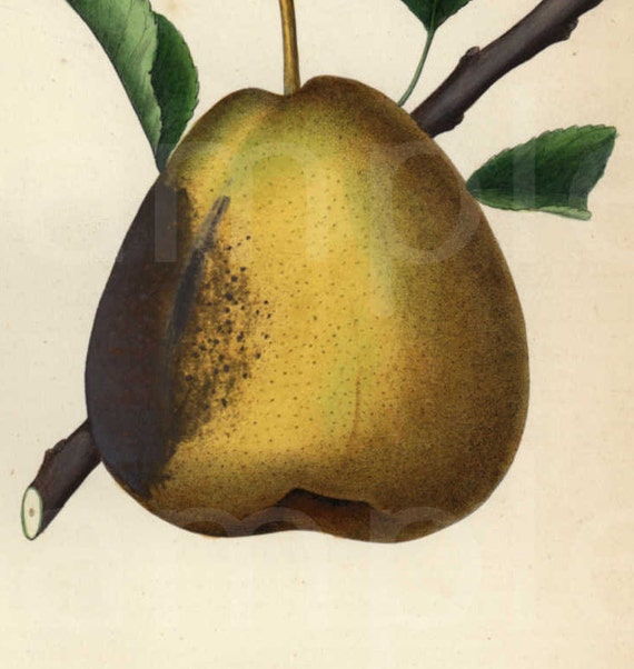 Pear hand colored Authentic Lithograph print from 1850's