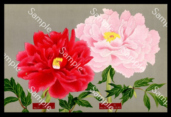 Japanese botanical  flower Paeonia suffruticosa botanical lithograph print Circa 1936