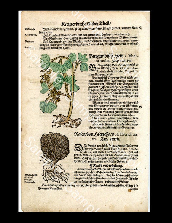 16th century Lonicer Original Leaf Botany Herbs Book Coloured Hemlock