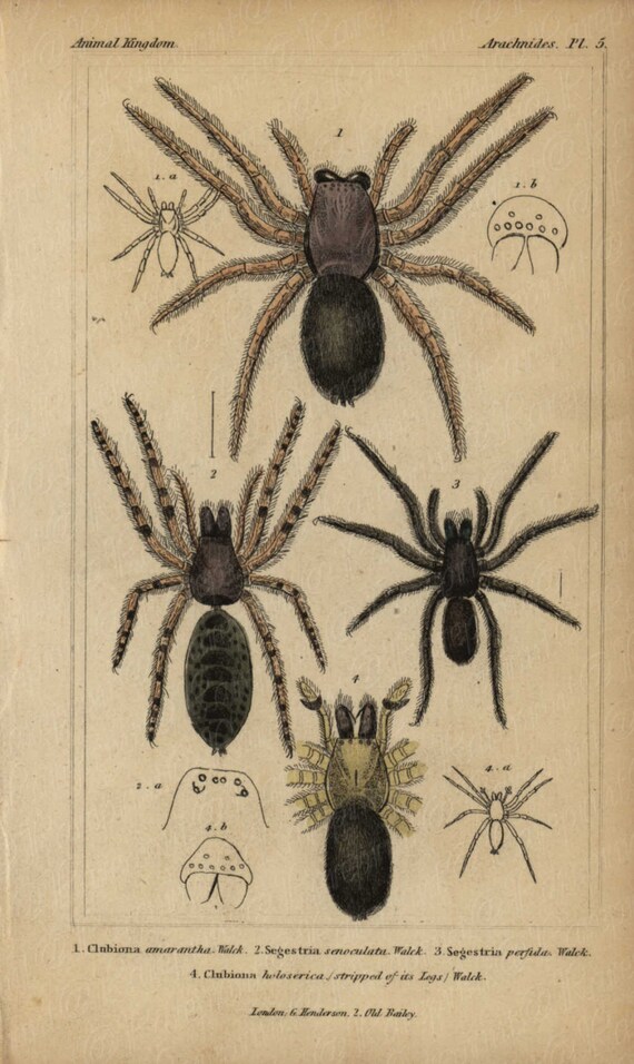 Antique Original Hand colored  Natural History Spider Hand Colored Engraving  Group Of Spiders From Animal Kindom- Gorgeous Vibrant Colors