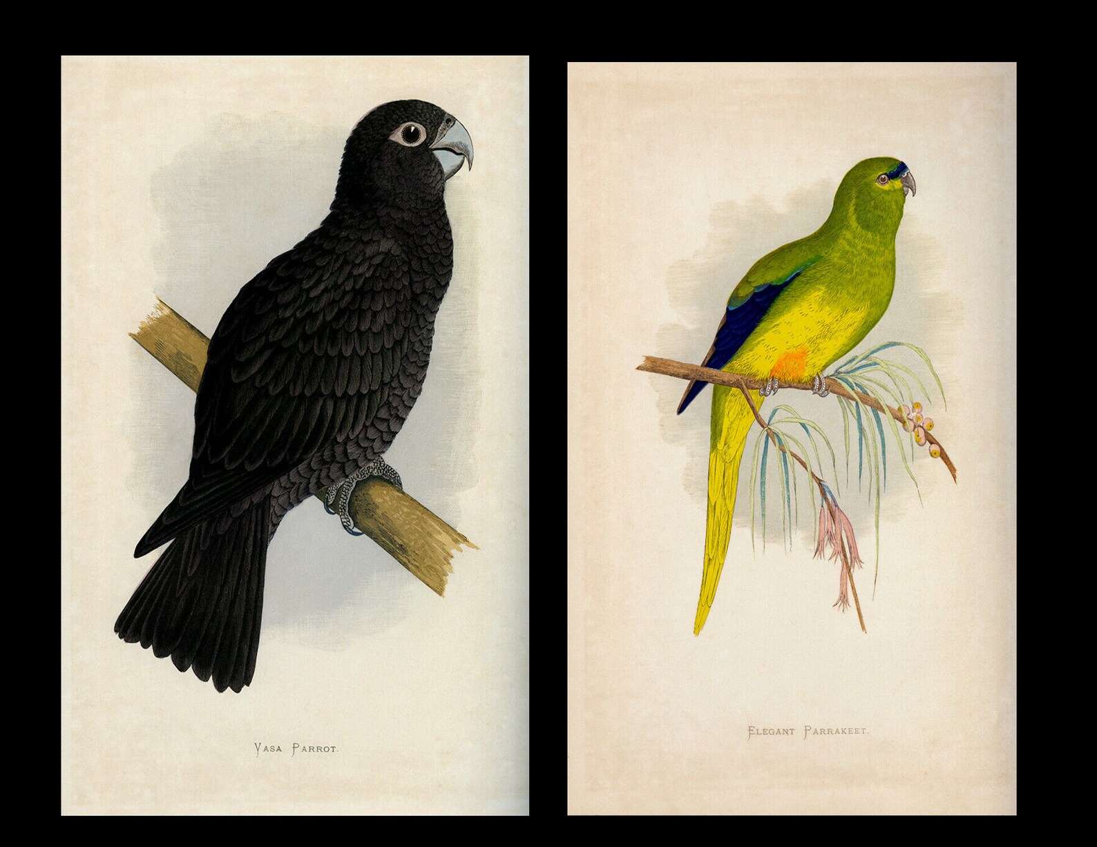 Parrots in Captivity · Alexander Francis Lydon, 1884 · Giclée