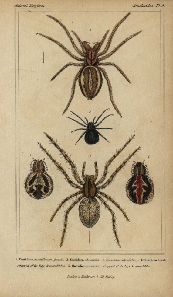 Antique Original Hand colored  Natural History Spider Hand Colored Engraving  Group Of Spiders From Animal Kindom- Gorgeous Vibrant Colors