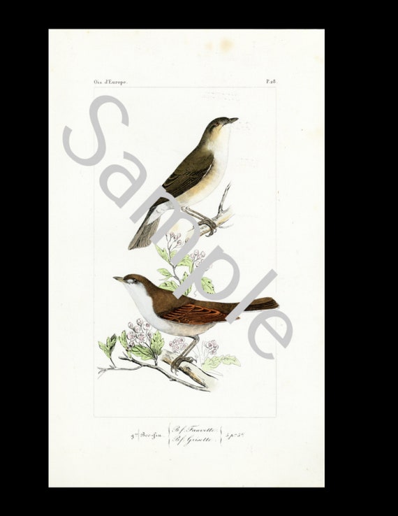 LEMAIRE 19th Century Birds Ornithology hand colored pint circa 1860 original and rare