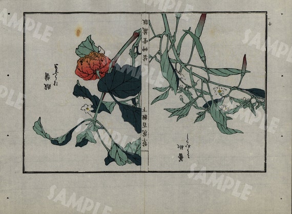 19th Century Japanese Antique woodblock  botanical print Meiji 38 period Decorative art