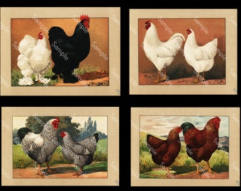 Antique original poultry Color Lithograph four prints of Roosters