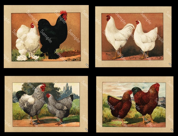 Antique original poultry Color Lithograph four prints of Roosters