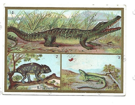 Rare  Victorian Trade card animals vertebrates alligator