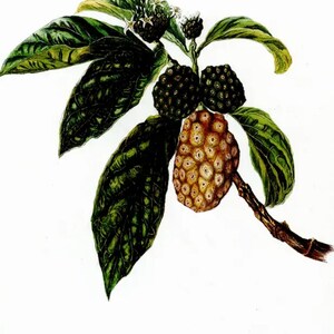 Einheimische Blumen der Hawaii-Inseln NONI gedruckt in Aquarellfarben Isabella Sinclair Circa 1885 Bild 3