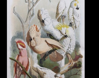 Circa 1887 book on parrots by DR Reichenow including 33 vibrant color lithograph prints