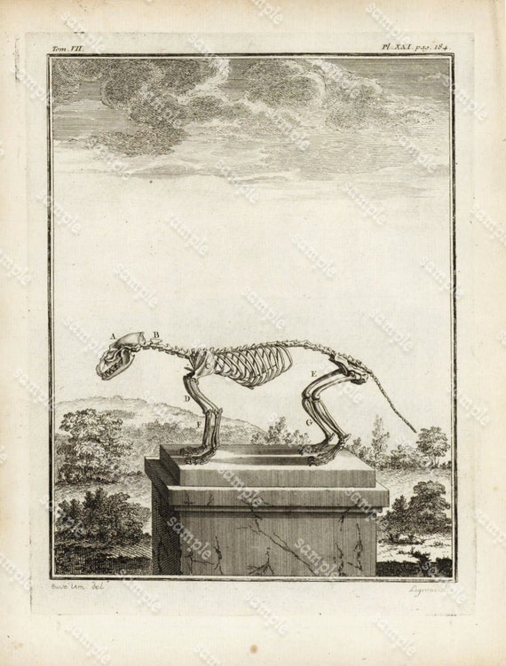 Coati Skeleton Anatomy Original Antique Natural History copperplate - Histoire Naturele by the Buffon de comte - 1754 FIRST EDITION