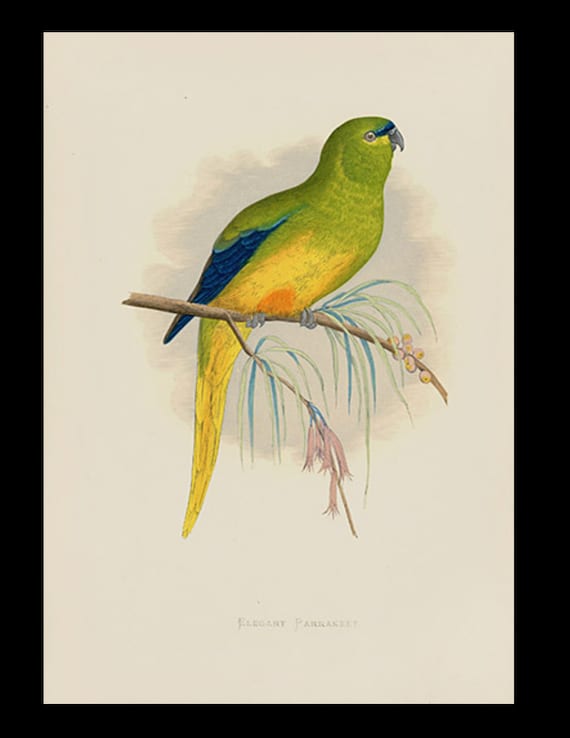 19th century Parrots in Captivity woodblock hand Colored Engraving Australian Elegant Parrakeet