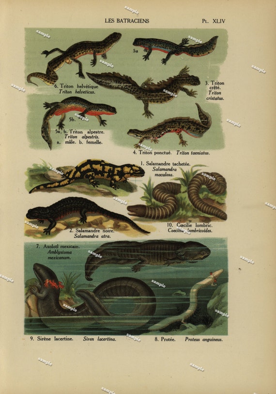 The Batrachians 1890 Original Colored lithograph of Reptiles nature print natural history prints art decor home decor wall art