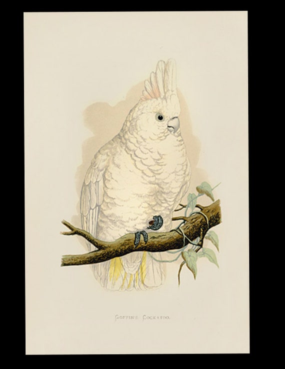 19th century Parrots in Captivity woodblock hand Colored Engraving Australian Goffin's Cockatoo Parrakeet