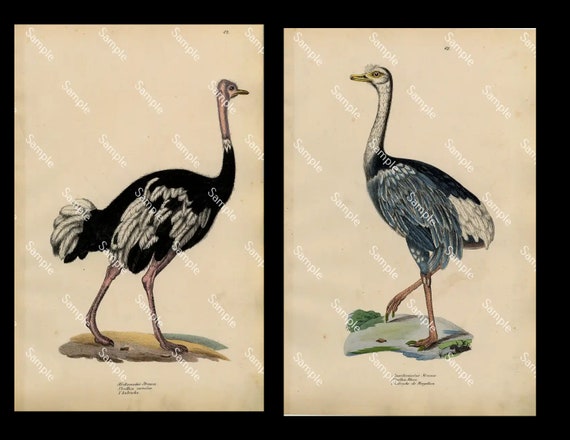 19th century Antique Original  Natural History Hand Colored engravings two prints of Ostriches