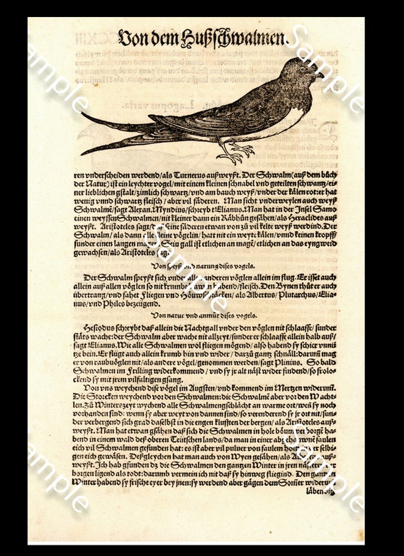 Antique Original  Natural History Opera Omnia. Ornithologiae bird Engraving Circa 1583